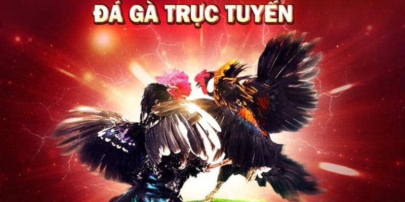 Các hình thức đấu chiến kê tiêu biểu tại MT68