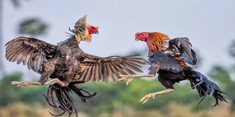 Kinh nghiệm dự đoán hiệu quả tại đá gà MT68
