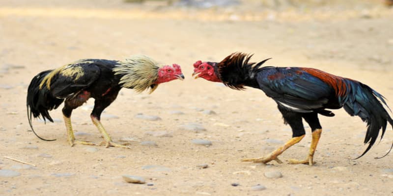 Vài nét về chuyên mục đá gà MT68