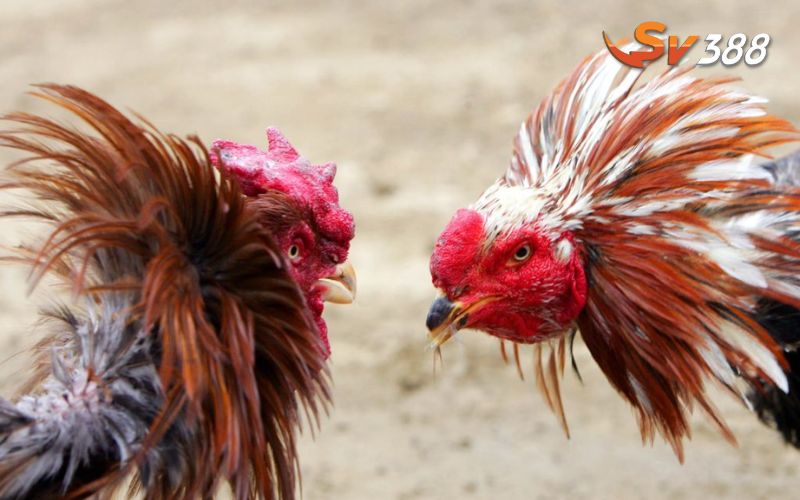 Cách xem trực tiếp nhanh chóng và dễ dàng