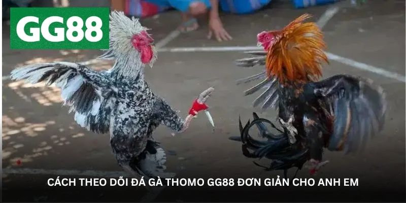 Cách theo dõi đá gà Thomo GG88 đơn giản cho anh em Cách theo dõi đá gà Thomo GG88 đơn giản cho anh em