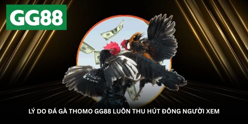 Lý do đá gà Thomo GG88 luôn thu hút đông người xem Lý do đá gà Thomo GG88 luôn thu hút đông người xem
