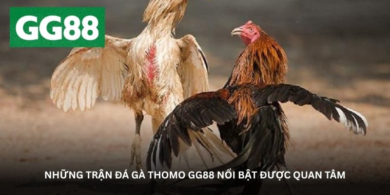 Những trận đá gà Thomo GG88 nổi bật được quan tâm Những trận đá gà Thomo GG88 nổi bật được quan tâm