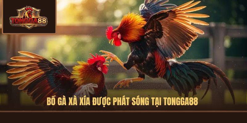 Bồ gà Xà Xía được phát sóng tại TONGGA88 Bồ gà Xà Xía được phát sóng tại TONGGA88
