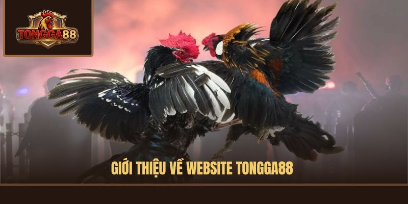 Giới thiệu về website TONGGA88 Giới thiệu về website TONGGA88