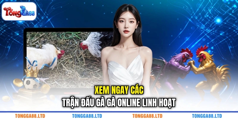 Xem ngay các trận đấu gà gà online linh hoạt