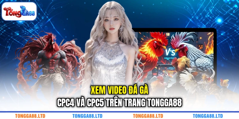 Xem video đá gà CPC4 và CPC5 trên trang TONGGA88