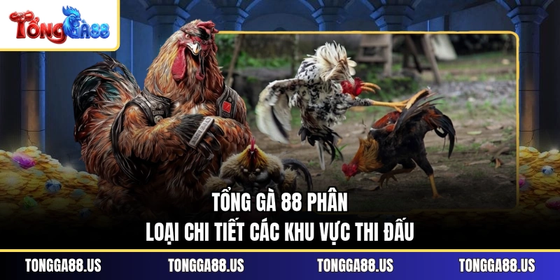 TỔNG GÀ 88 phân loại chi tiết các khu vực thi đấu TỔNG GÀ 88 phân loại chi tiết các khu vực thi đấu